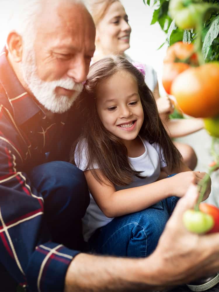 A young girl picks tomatoes with her grandfather.